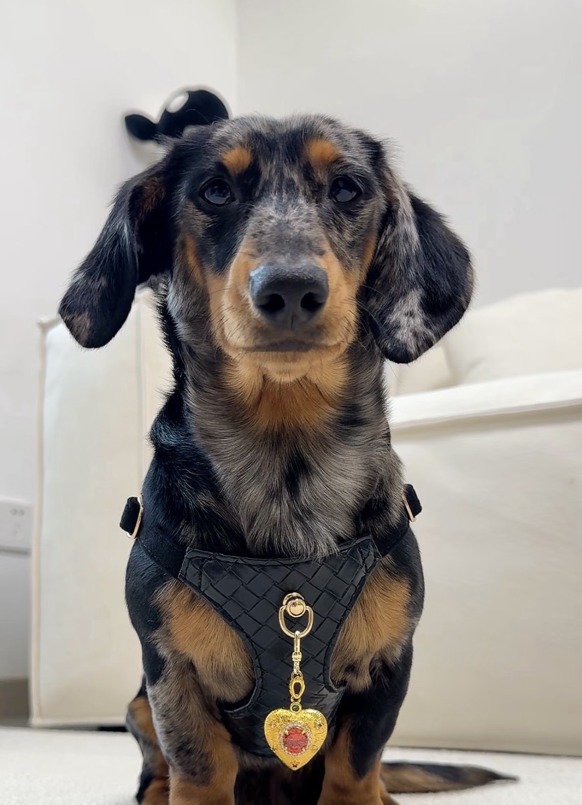 Classic Black Braided Jewelry Dog/Cat Harness