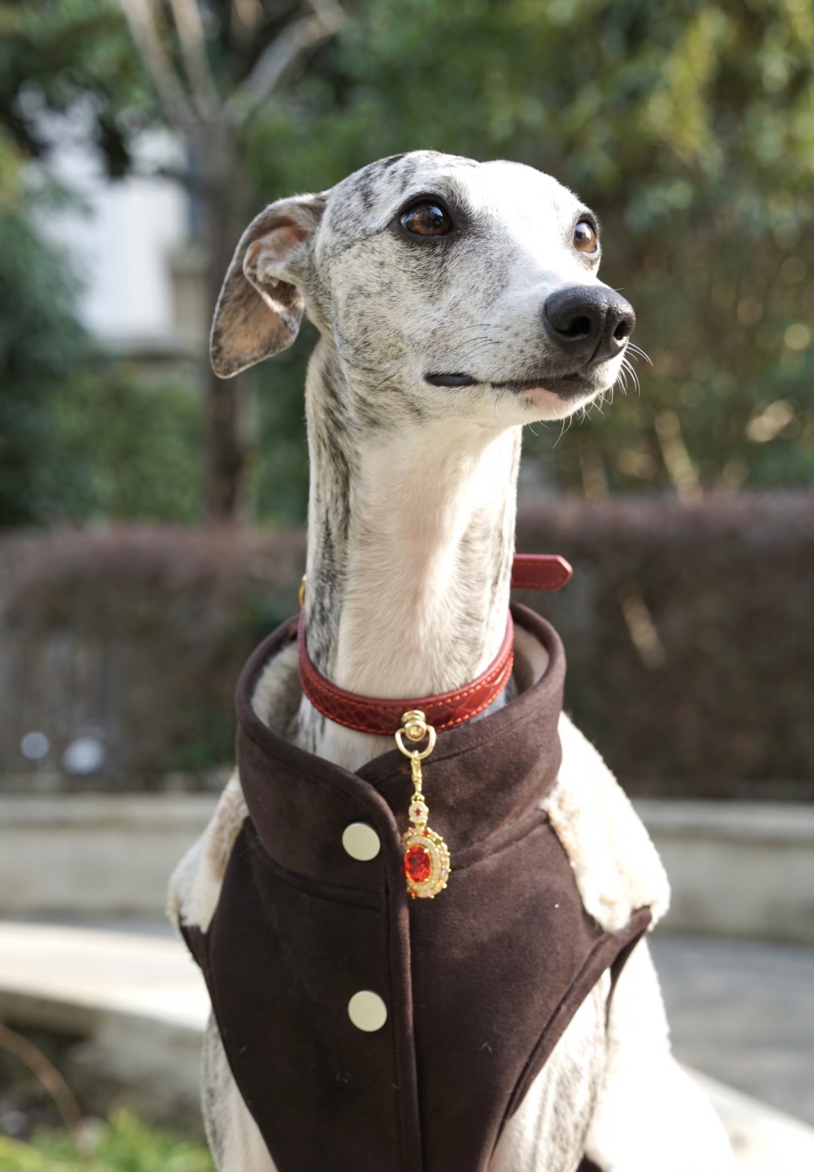 Burgundy Crocodile-Embossed Jewel Dog/Cat Collar