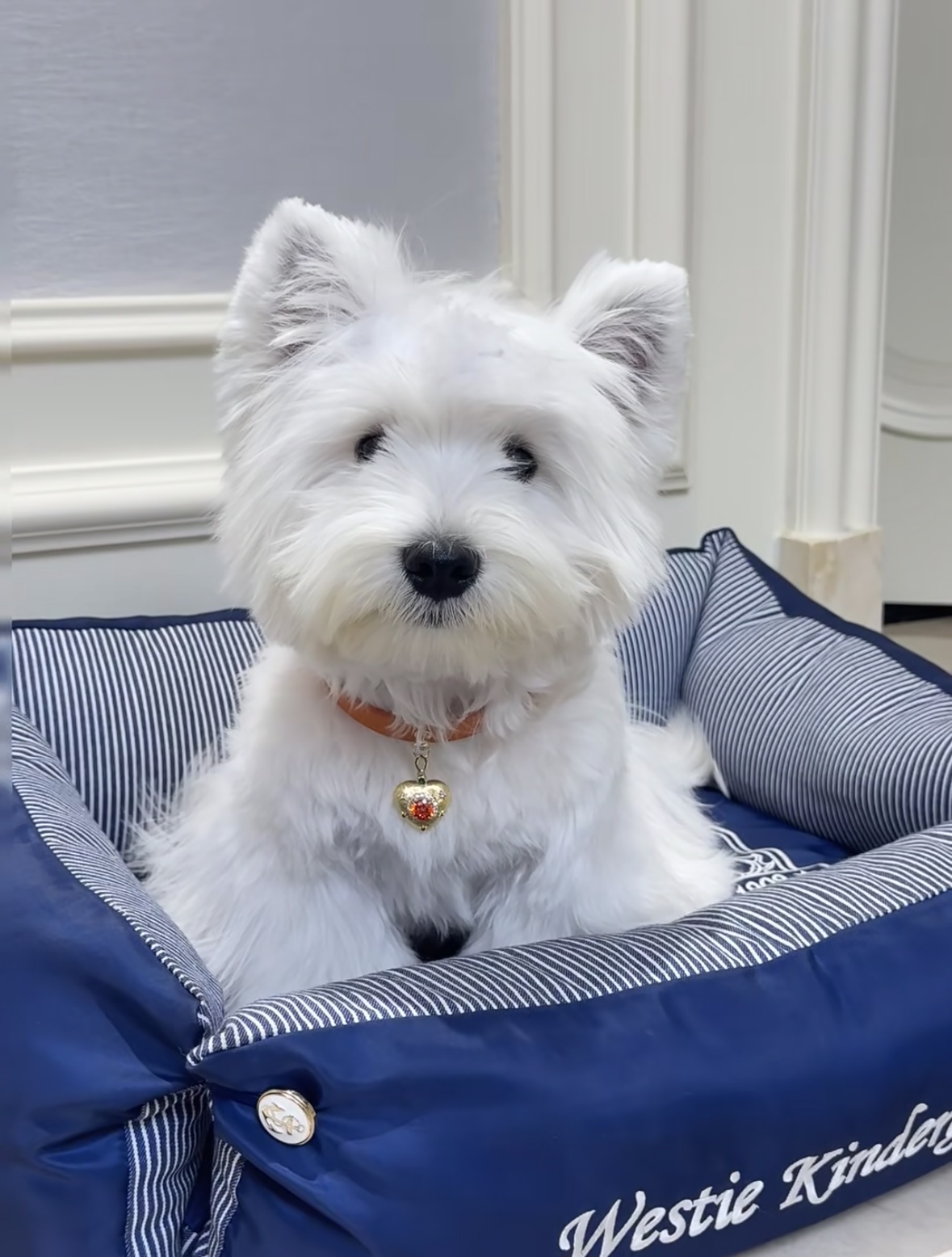 Hermès Orange Dog /Cat Collar