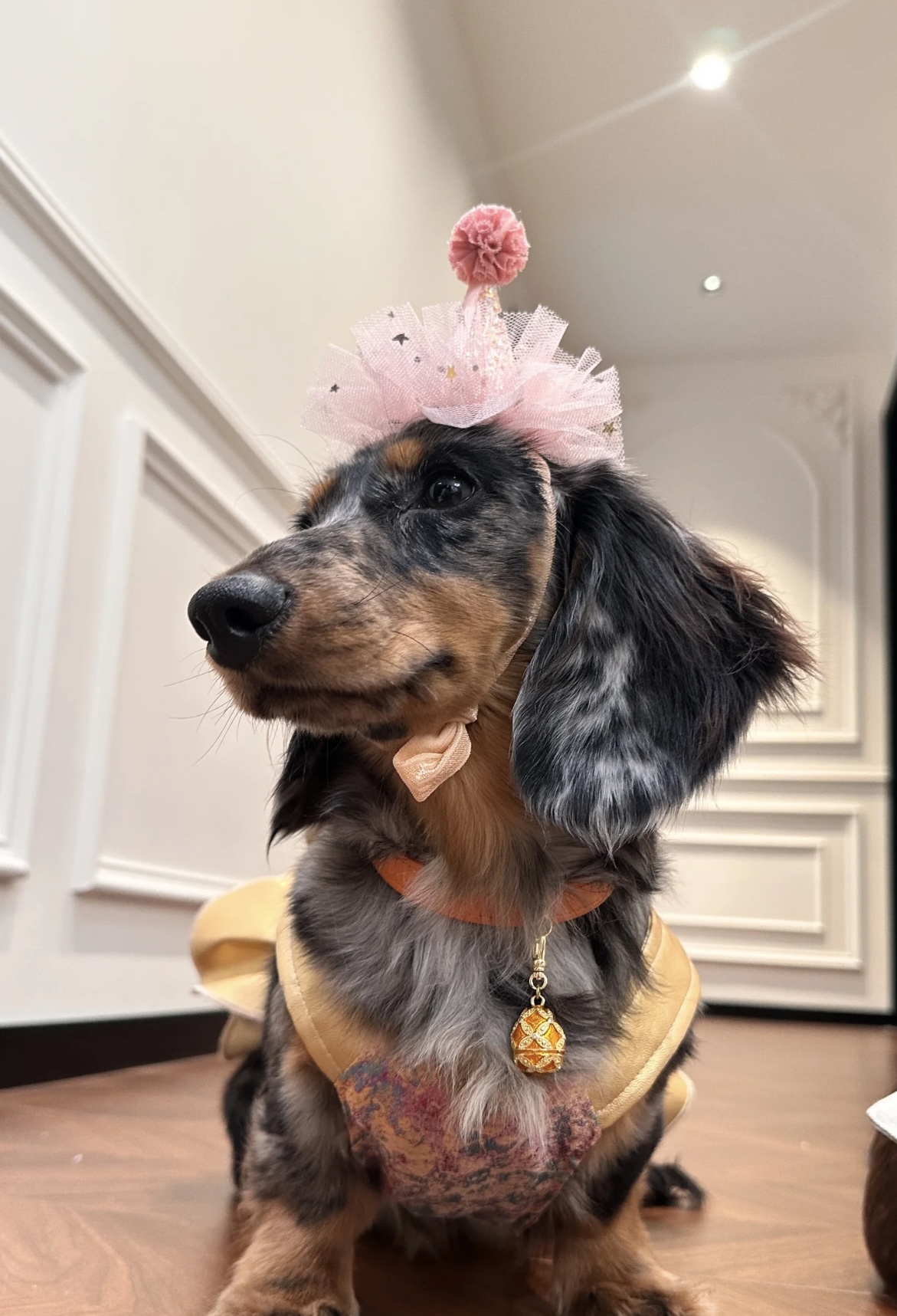 Hermès Orange Dog /Cat Collar