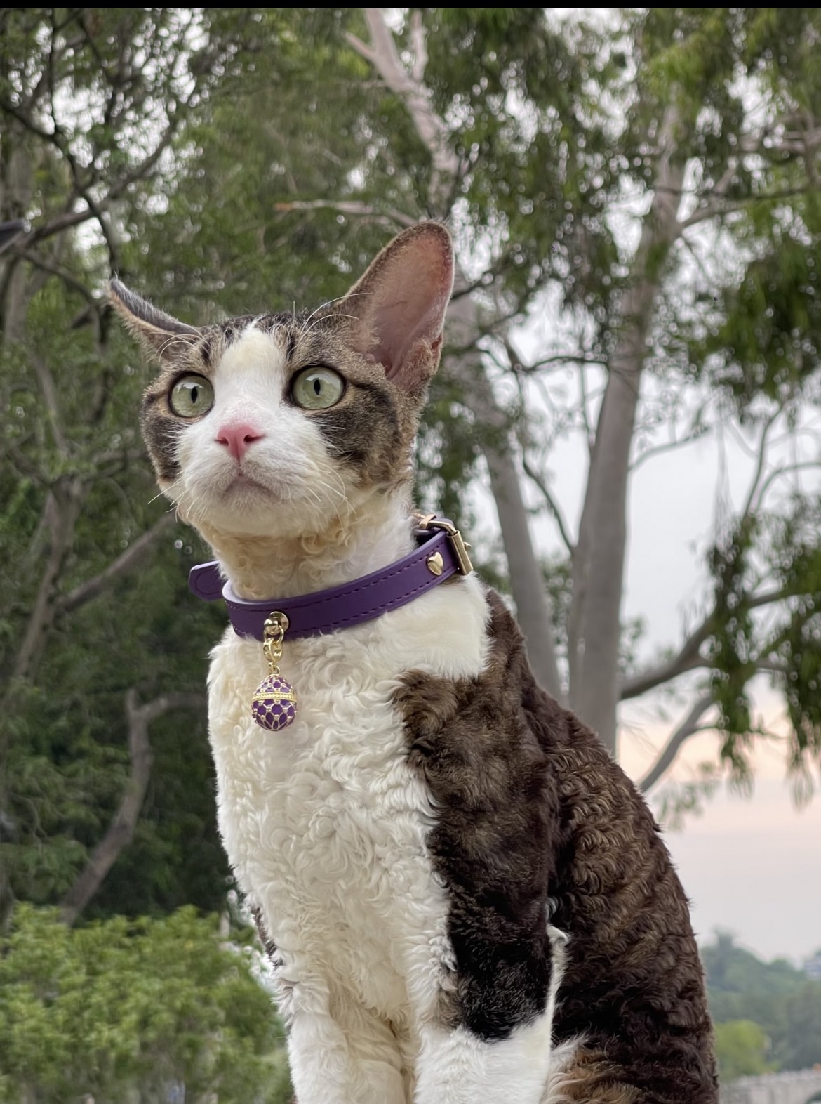 Deep Purple Crystal Dog /Cat Collar