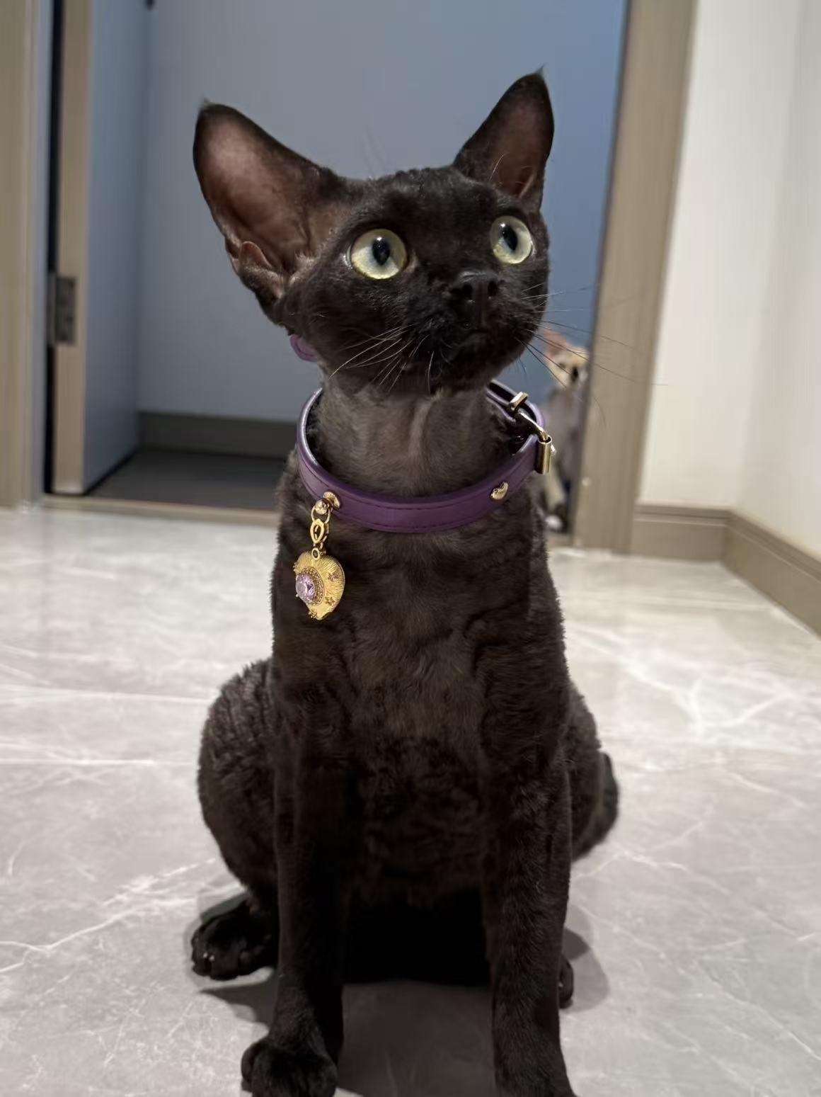 Deep Purple Crystal Dog /Cat Collar