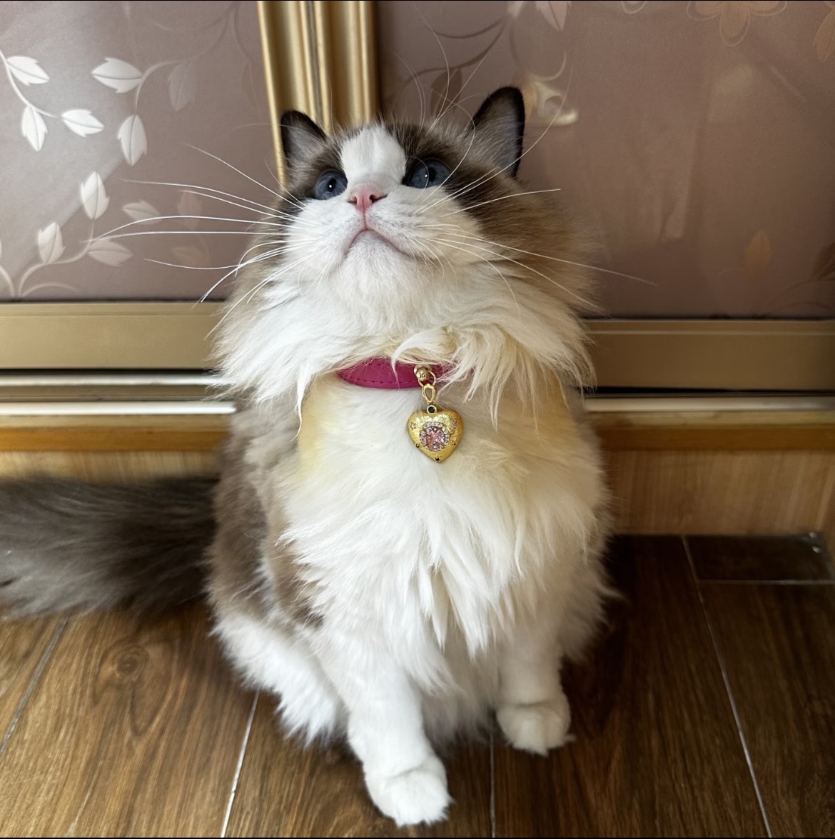 Deep Pink Crystal Dog  /Cat Collar