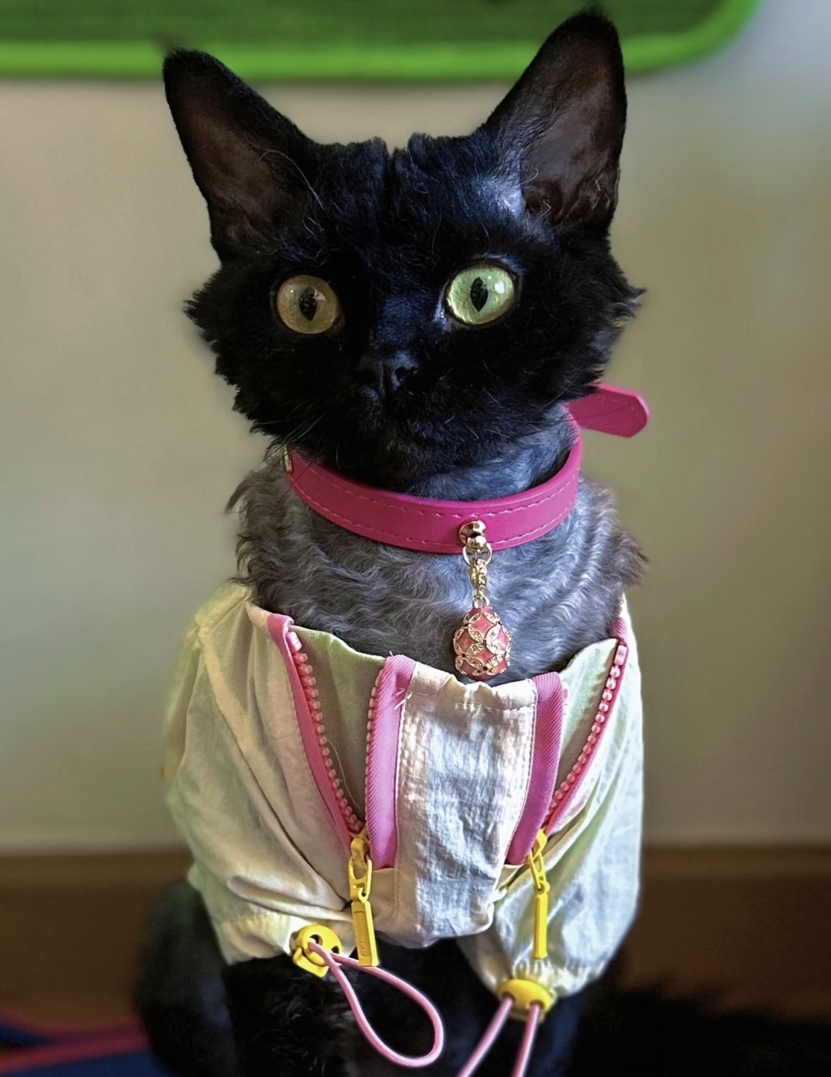 Deep Pink Crystal Dog  /Cat Collar
