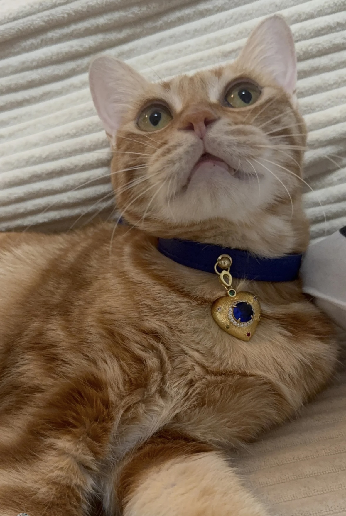 Royal Blue Crystal  cat/dog collar.