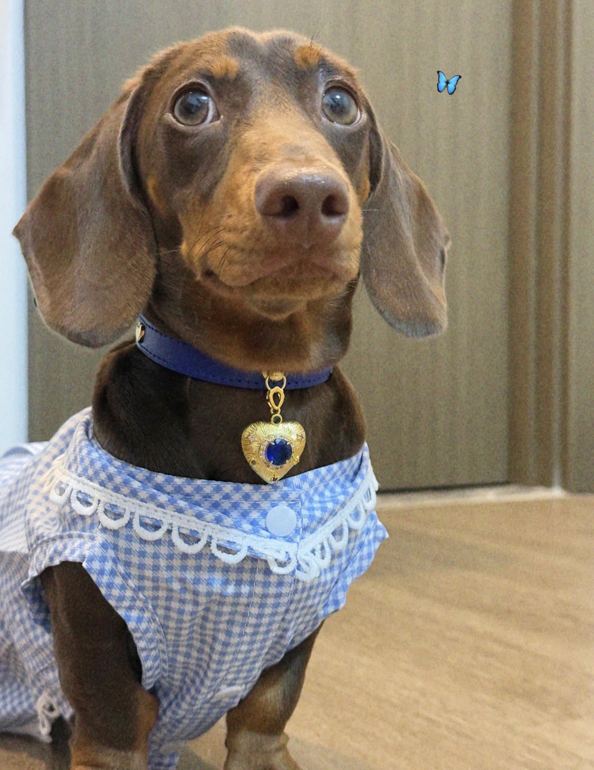 Royal Blue Crystal  cat/dog collar.