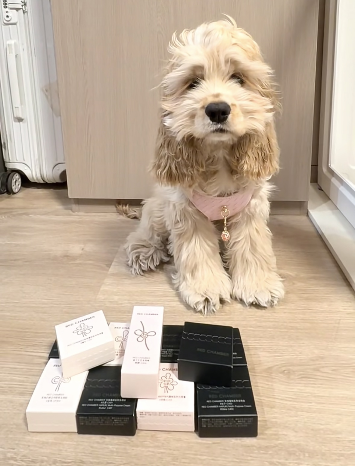 Luxury Sakura Pink Jewelry Dog/Cat Harness