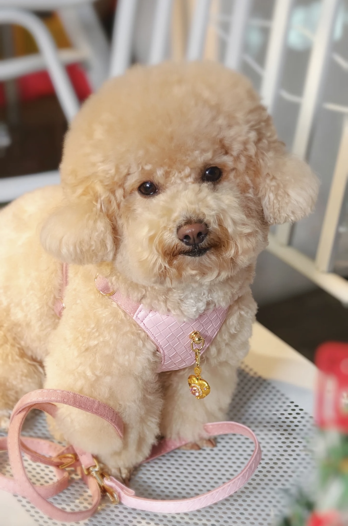 Luxury Sakura Pink Jewelry Dog/Cat Harness