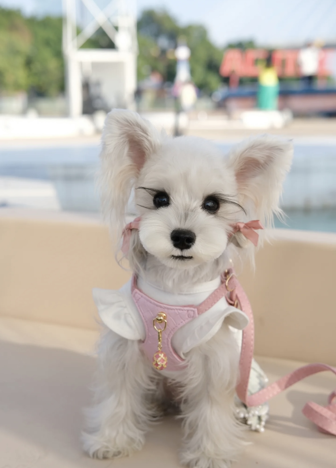 Luxury Sakura Pink Jewelry Dog/Cat Harness