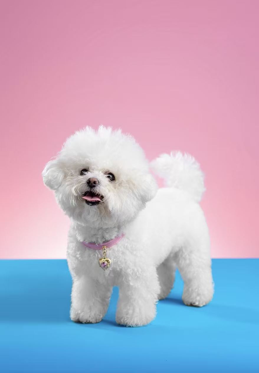 Light‑pink Rhinestone Collar for Cats & Dogs