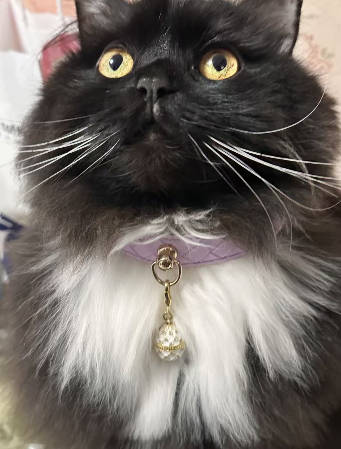 Light purple crocheted cat/dog collar.