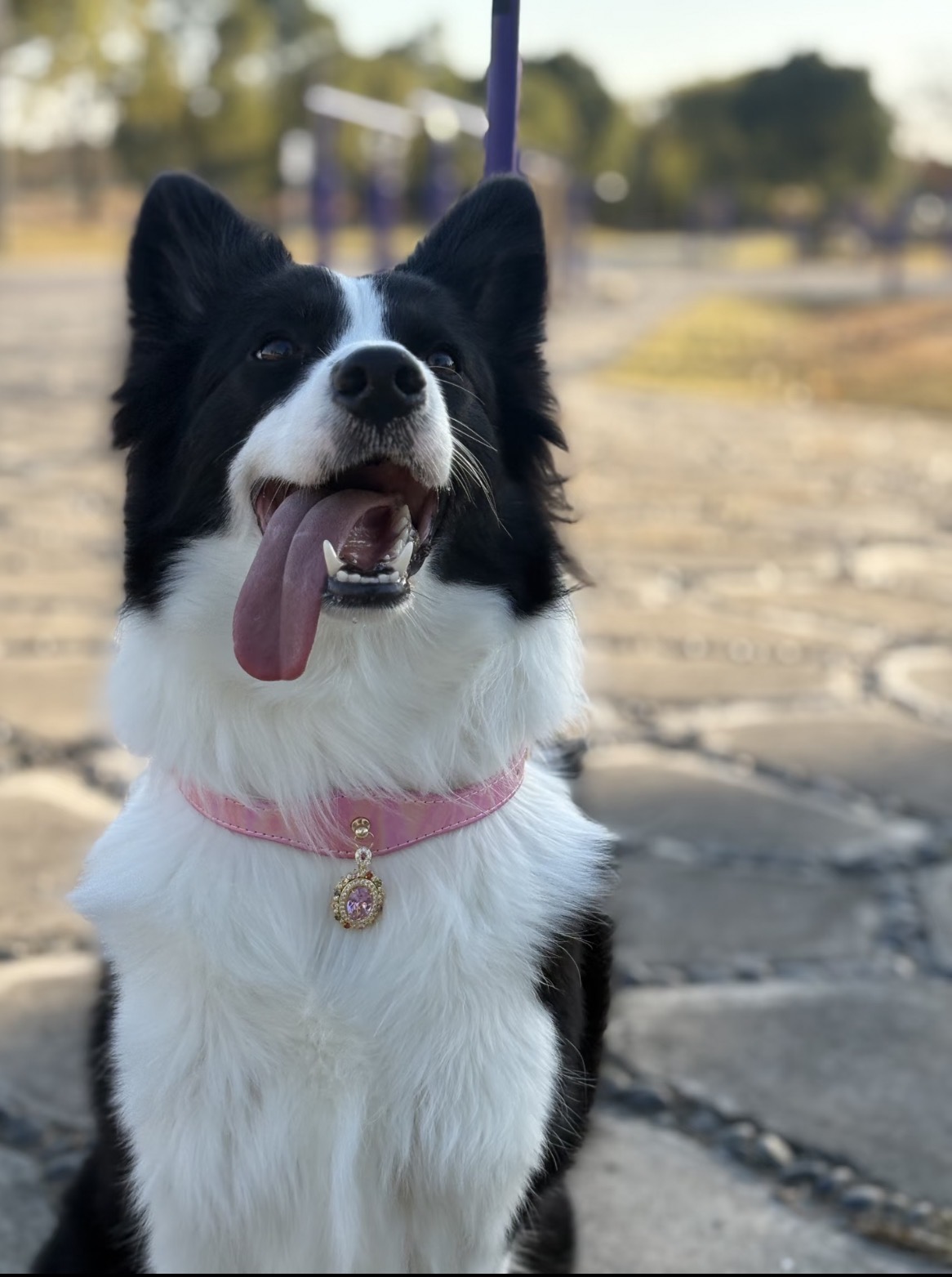 Cherry Blossom Pink Crystal Cat/Dog Collar