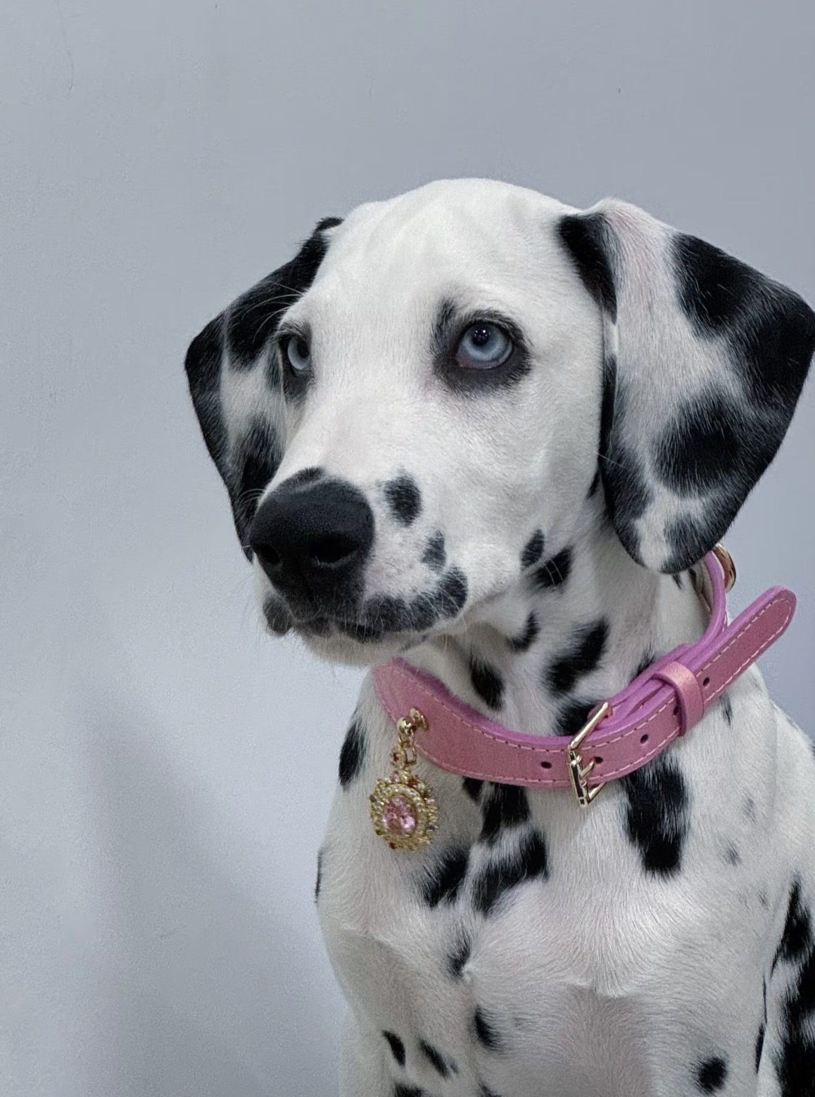 Cherry Blossom Pink Crystal Cat/Dog Collar