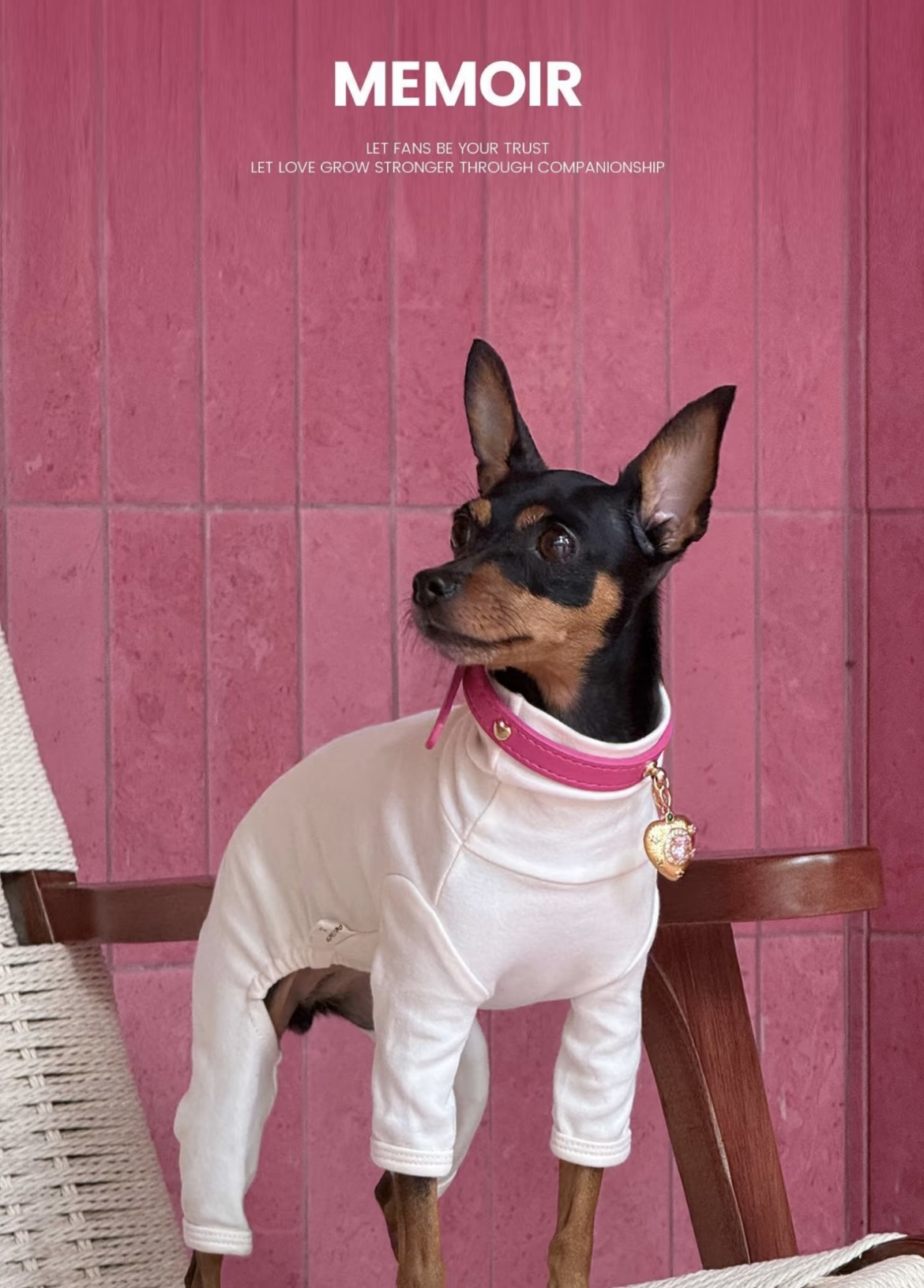 Pettrove pet wearing collar